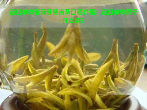 昔归单株普洱茶特点及口感介绍：昔归单株属于什么茶？