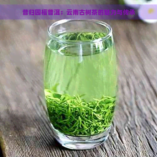 昔归园福普洱：云南古树茶的魅力与传承