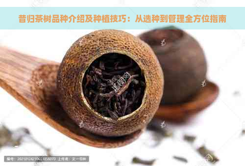 昔归茶树品种介绍及种植技巧：从选种到管理全方位指南