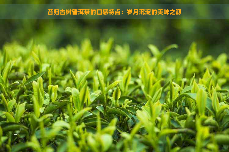 昔归古树普洱茶的口感特点：岁月沉淀的美味之源