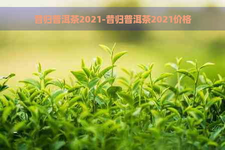 昔归普洱茶2021-昔归普洱茶2021价格