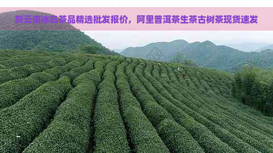 新云南冰岛茶品精选批发报价，阿里普洱茶生茶古树茶现货速发