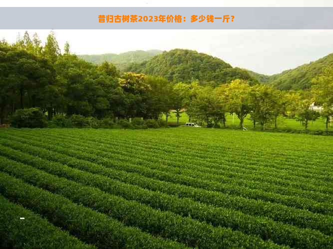 昔归古树茶2023年价格：多少钱一斤？