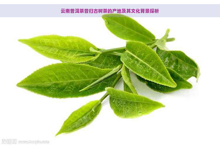 云南普洱茶昔归古树茶的产地及其文化背景探析