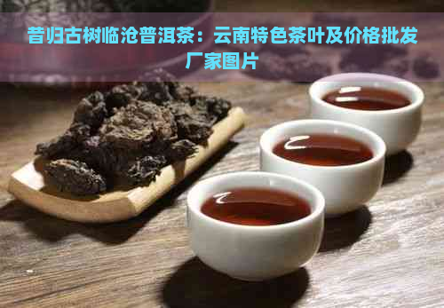 昔归古树临沧普洱茶：云南特色茶叶及价格批发厂家图片