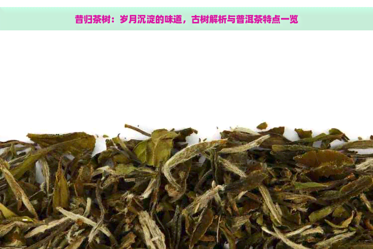 昔归茶树：岁月沉淀的味道，古树解析与普洱茶特点一览