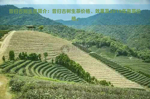 昔归古树生普简介：昔归古树生茶价格、效果及2019年熟茶价格。