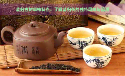 昔归古树单株特点：了解昔归茶的独特风味与品质