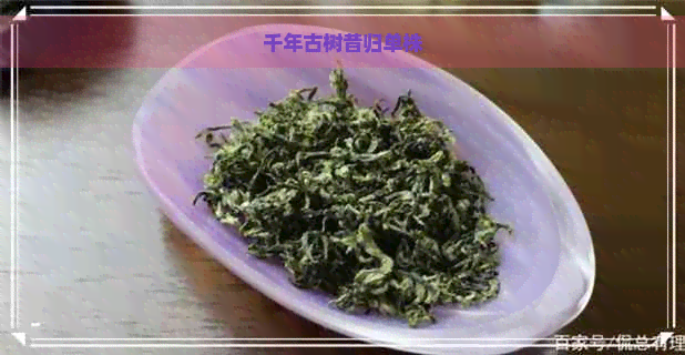 千年古树昔归单株