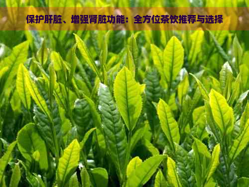 保护肝脏、增强肾脏功能：全方位茶饮推荐与选择