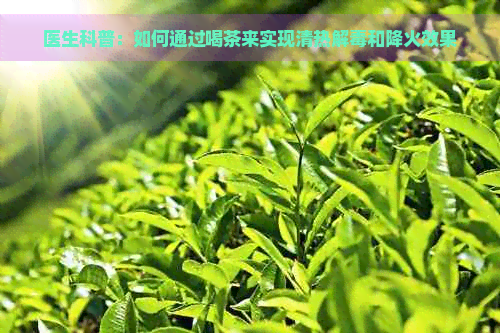 医生科普：如何通过喝茶来实现清热解和降火效果