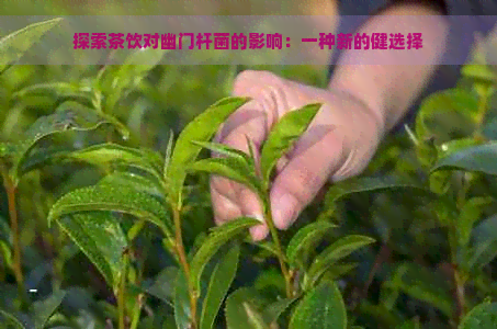 探索茶饮对幽门杆菌的影响：一种新的健选择