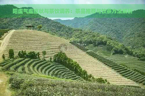 阳虚气虚症状与茶饮调养：茶品推荐与饮茶方法解析