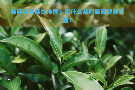 肺部保养茶饮推荐：喝什么茶对肺部健最有益？