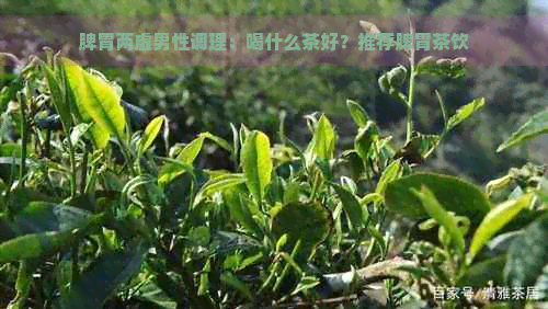 脾胃两虚男性调理：喝什么茶好？推荐脾胃茶饮