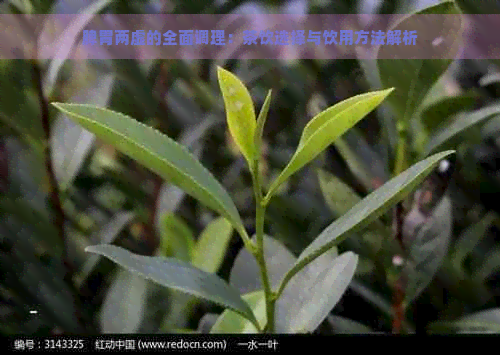 脾胃两虚的全面调理：茶饮选择与饮用方法解析