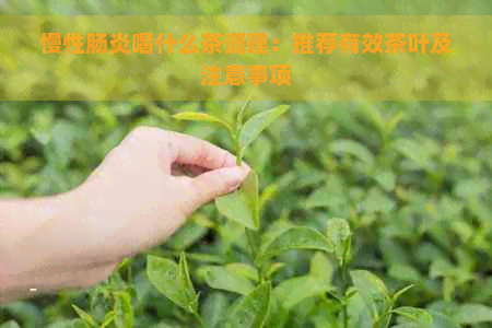 慢性肠炎喝什么茶调理：推荐有效茶叶及注意事项