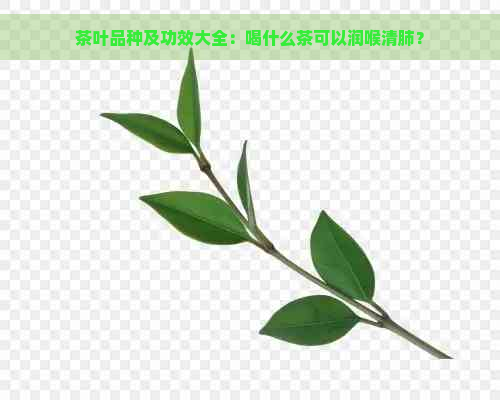 茶叶品种及功效大全：喝什么茶可以润喉清肺？