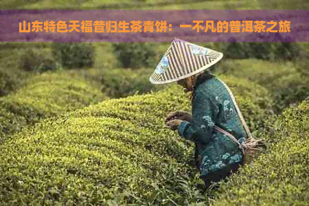 山东特色天福昔归生茶青饼：一不凡的普洱茶之旅