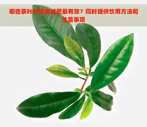 哪些茶叶对降脂减肥最有效？同时提供饮用方法和注意事项