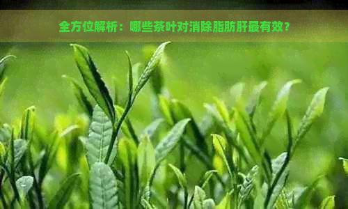 全方位解析：哪些茶叶对消除脂肪肝最有效？