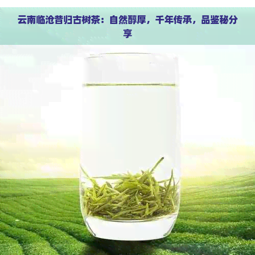 云南临沧昔归古树茶：自然醇厚，千年传承，品鉴秘分享