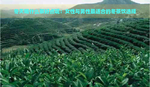 冬天喝什么茶好点呢：女性与男性最适合的冬茶饮选择