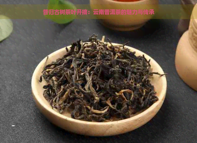 昔归古树茶叶开摘：云南普洱茶的魅力与传承