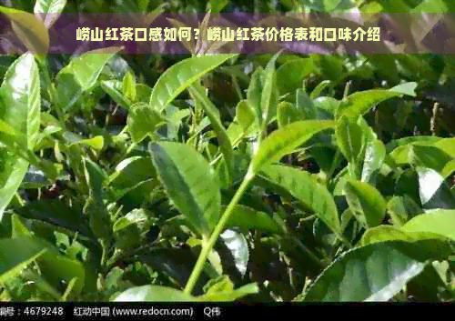 崂山红茶口感如何？崂山红茶价格表和口味介绍