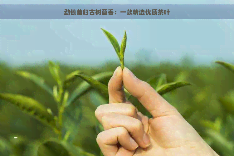 勐傣昔归古树蔓香：一款精选优质茶叶