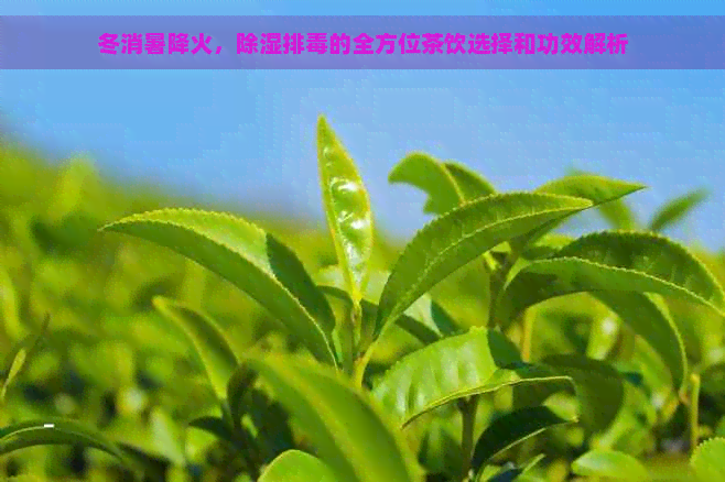 冬消暑降火，除湿排的全方位茶饮选择和功效解析