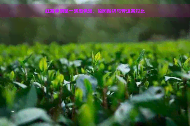 红茶冲泡之一泡颜色淡，原因解析与普洱茶对比