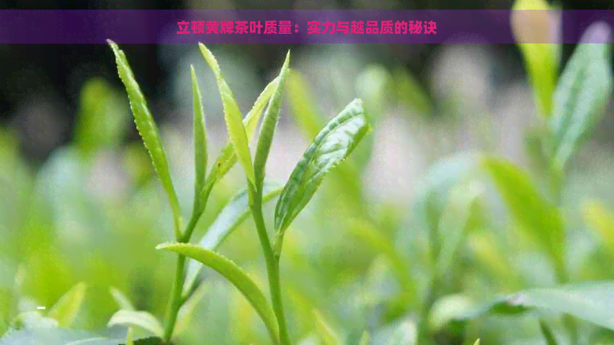 立顿黄牌茶叶质量：实力与越品质的秘诀