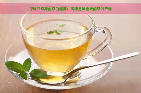 探寻红茶与山茶的起源：揭秘全球重要的茶叶产地