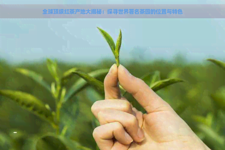 全球顶级红茶产地大揭秘：探寻世界著名茶园的位置与特色