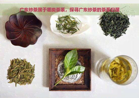 广东炒茶属于哪类茶系，探寻广东炒茶的茶系归属