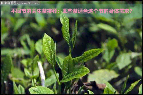 不同节的养生茶推荐：哪些茶适合这个节的身体需求？