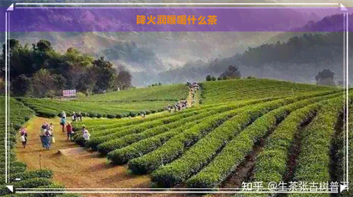 降火润喉喝什么茶