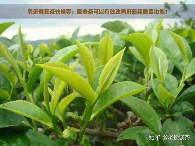 养肝健脾茶饮推荐：哪些茶可以有效改善肝脏和脾胃功能？