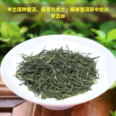 木兰遗种普洱，探寻古木兰：揭秘普洱茶中的珍贵遗种