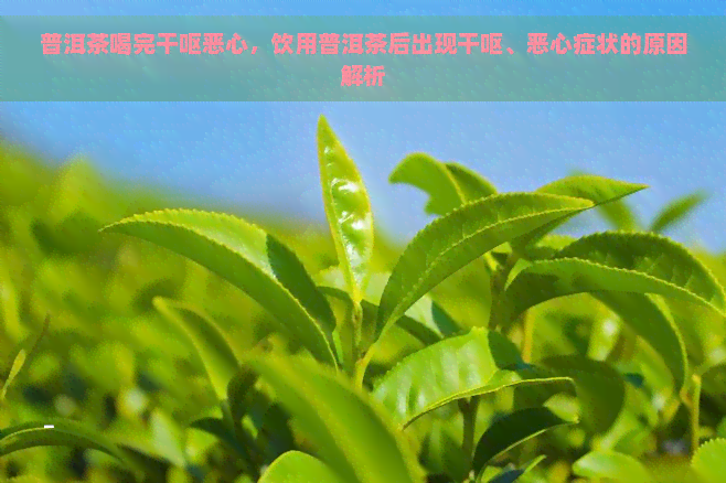 普洱茶喝完干呕恶心，饮用普洱茶后出现干呕、恶心症状的原因解析