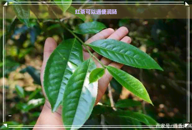 红茶可以通便润肠