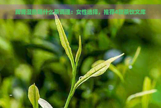 脾胃湿热喝什么茶调理：女性选择，推荐4款茶饮文库