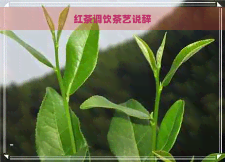 红茶调饮茶艺说辞