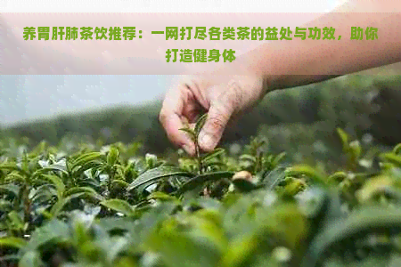 养胃肝肺茶饮推荐：一网打尽各类茶的益处与功效，助你打造健身体