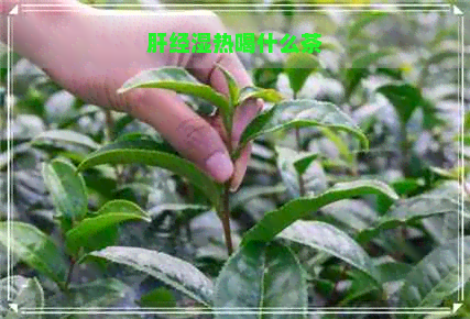 肝经湿热喝什么茶