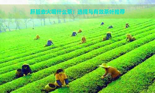 肝脏去火喝什么茶：选择与有效茶叶推荐