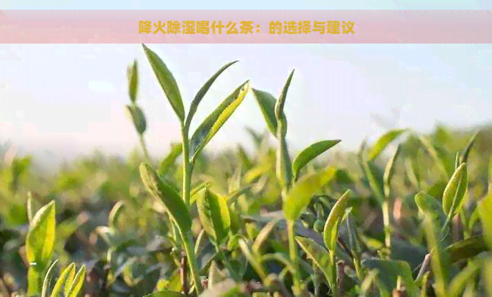 降火除湿喝什么茶：的选择与建议