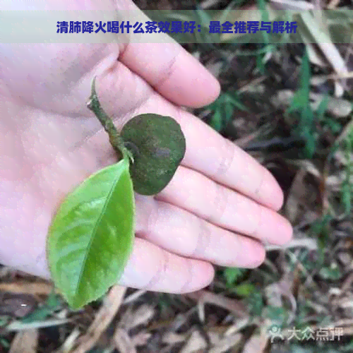 清肺降火喝什么茶效果好：最全推荐与解析