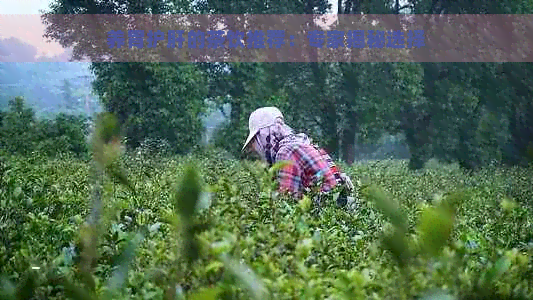 养胃护肝的茶饮推荐：专家揭秘选择